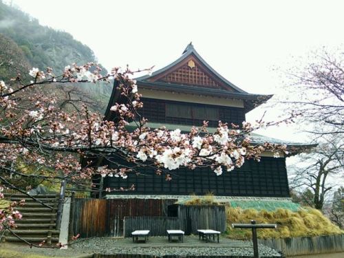 桜 やま かわ 豊かな自然 大月探訪記 楽天ブログ