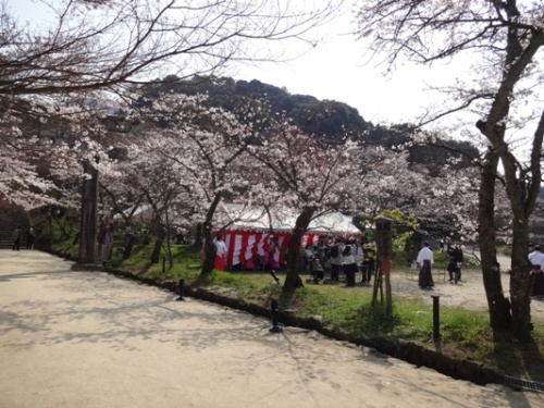 竈門神社春 ブログ用 (3).JPG