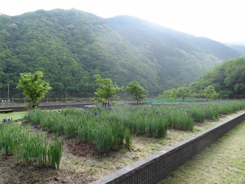 鳴滝キャンプ場３(2014.05.02).jpg