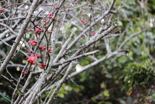 20170312 ボケ 5.jpg