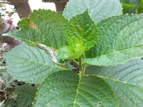 12 giovedi ortensei foglio.jpg