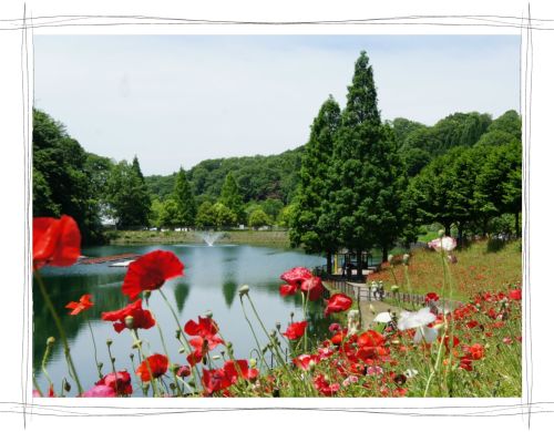 花フェスタ記念公園　岐阜　可児　バラ