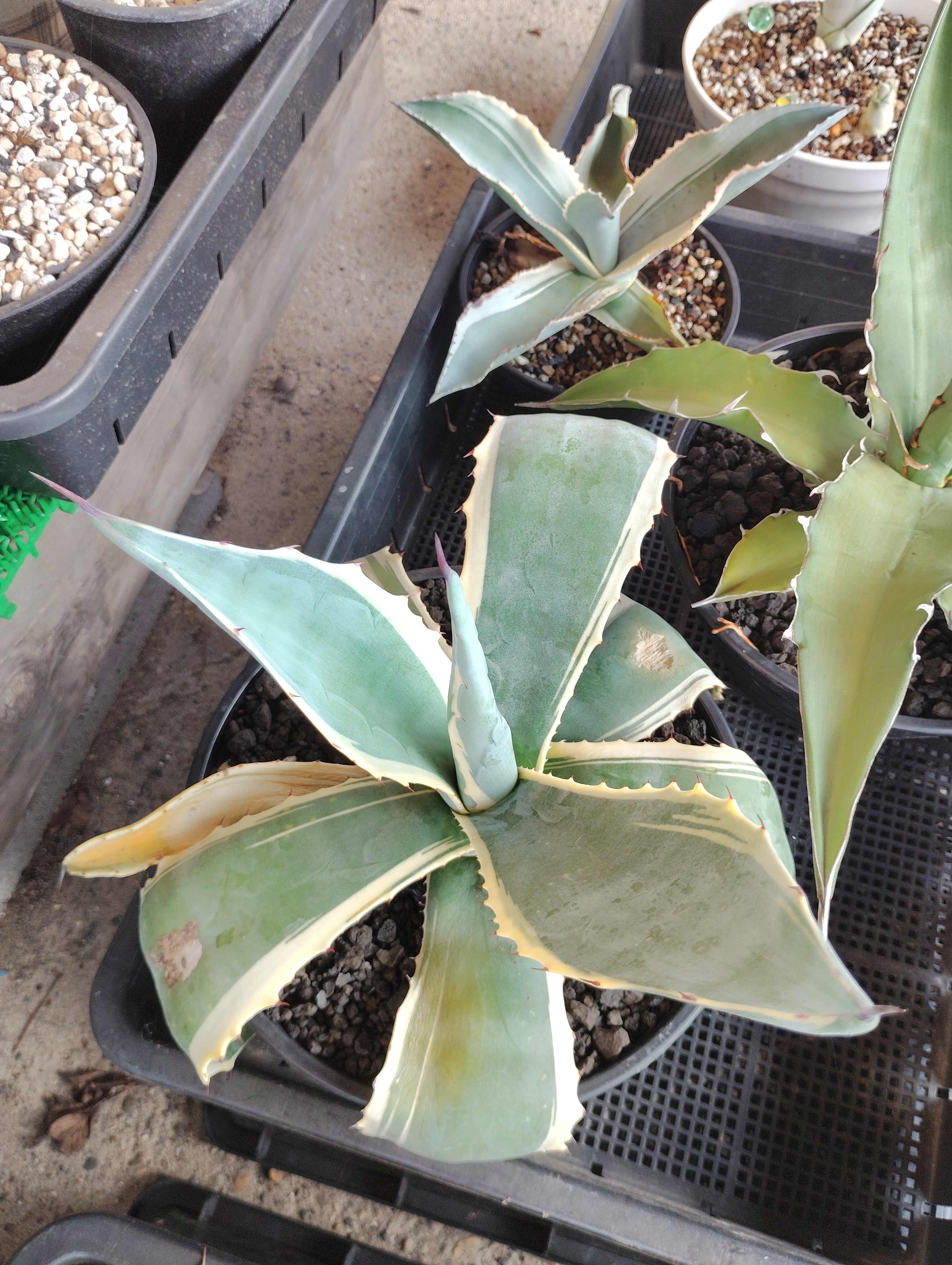 アガベ】ヤフオクで破格落札したオリザバという名の、、、 | YOSS