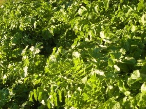 DSCN2679 (300x225).jpg