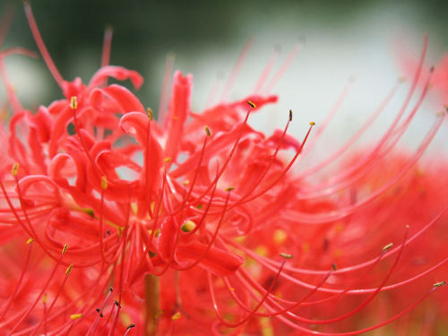 津屋川堤防　彼岸花　岐阜県海津市