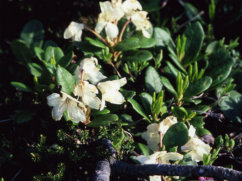 Rhododendron11.JPG