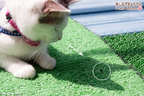 てんとう虫を睨みつける猫