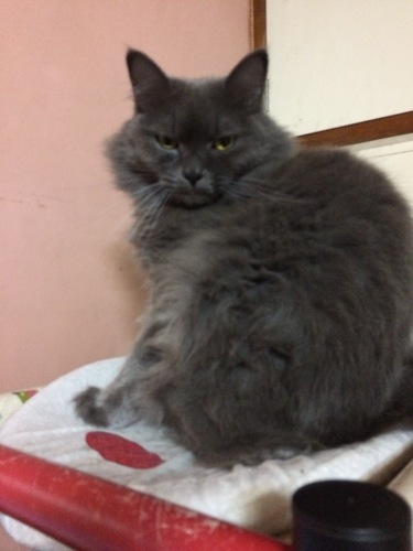 IMG_0345 - コピー.JPG