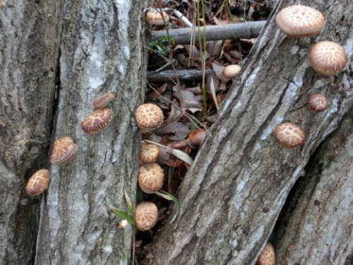 140223siitake.jpg