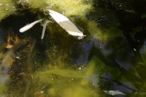 20160417 蓮・白メダカ.jpg