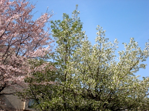 山桜.jpg