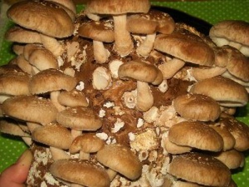 DSCN6433 (300x225).jpg