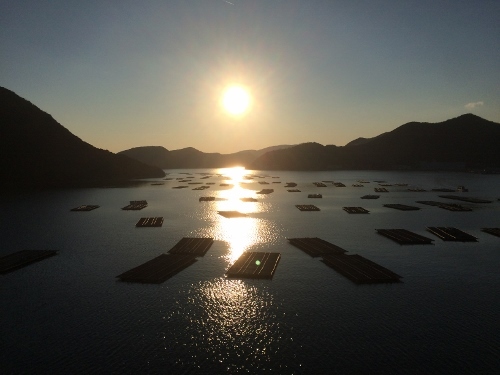 280117_4 (500x375).jpg