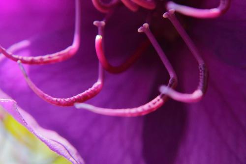 20170115 シコンノボタン 5.jpg