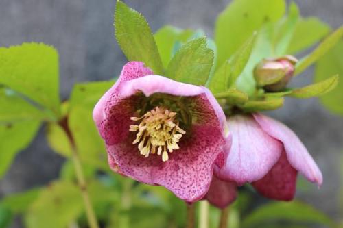 20150314 クリスマスローズ2.jpg