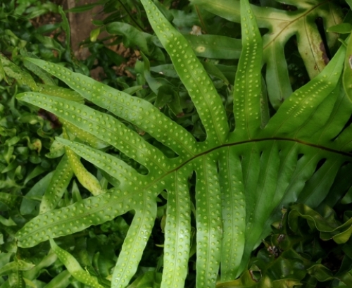 pict-フラワーレイ 14.jpg