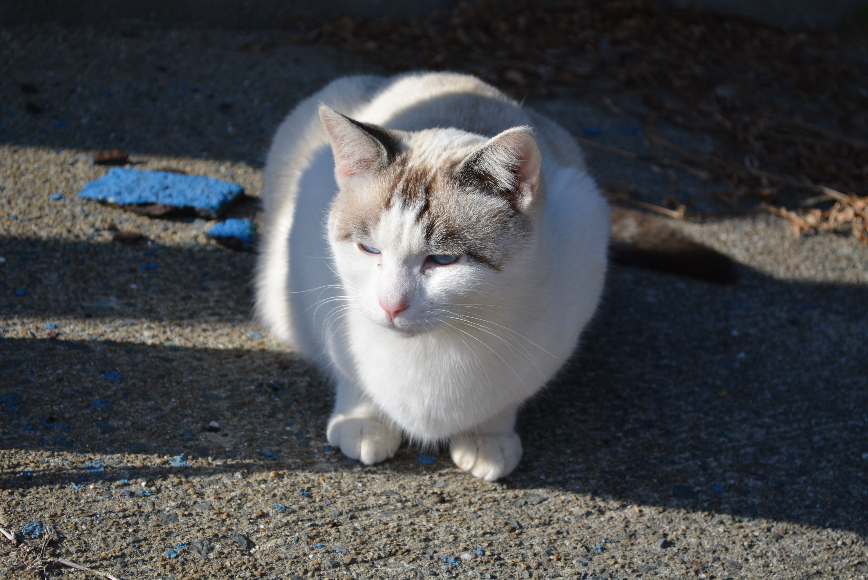 てんちゃん様専用 キジ白、錆猫親子アクリル画2点