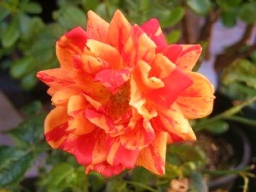 DSCN2659 (300x225).jpg