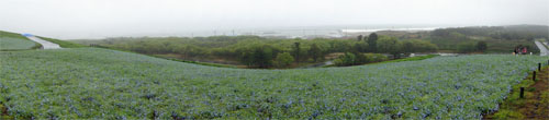ひたち海浜公園2.jpg