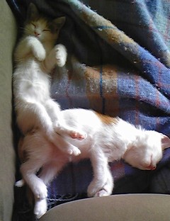 猫2