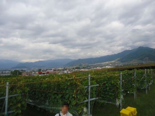 C:\fakepath\丸藤05.JPG