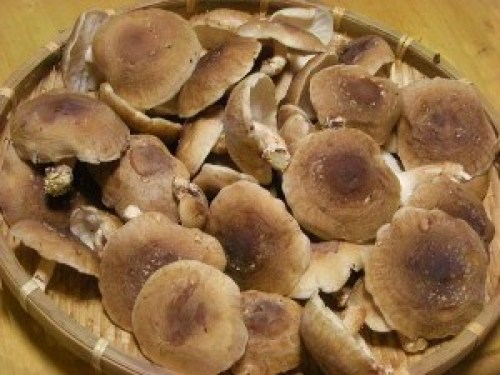 DSCN1628 (300x225).jpg