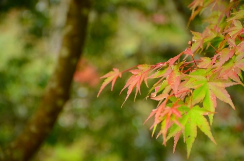 紅葉の始まり　深耶馬渓 004.jpg