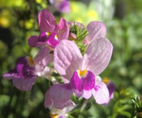 C:\fakepath\linaria131216.jpg