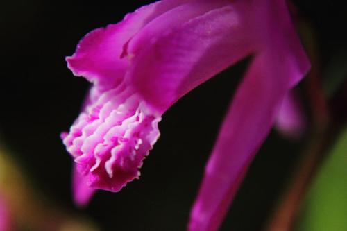 20160429 シラン2.jpg