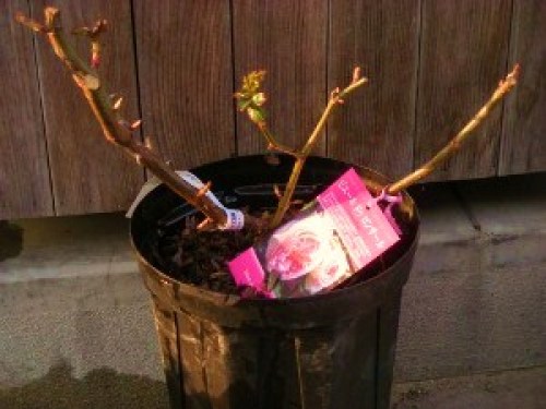 DSCN6459 (300x225).jpg