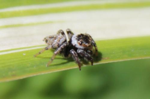 20150418 ハエトリグモ.jpg