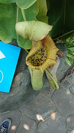 植物園訪問記録 手柄山温室植物園 僕の食虫植物日記 楽天ブログ