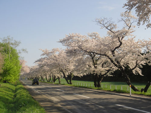 一本桜15.jpg