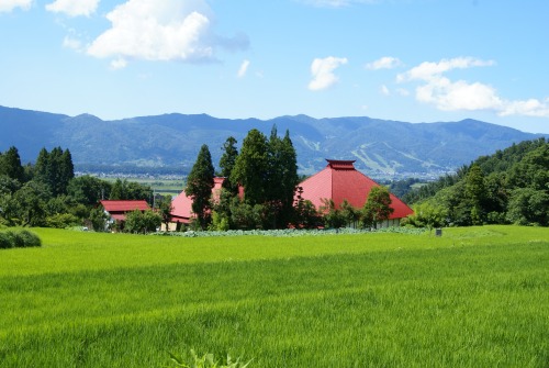 稲泉寺アップ夏と稲.jpg