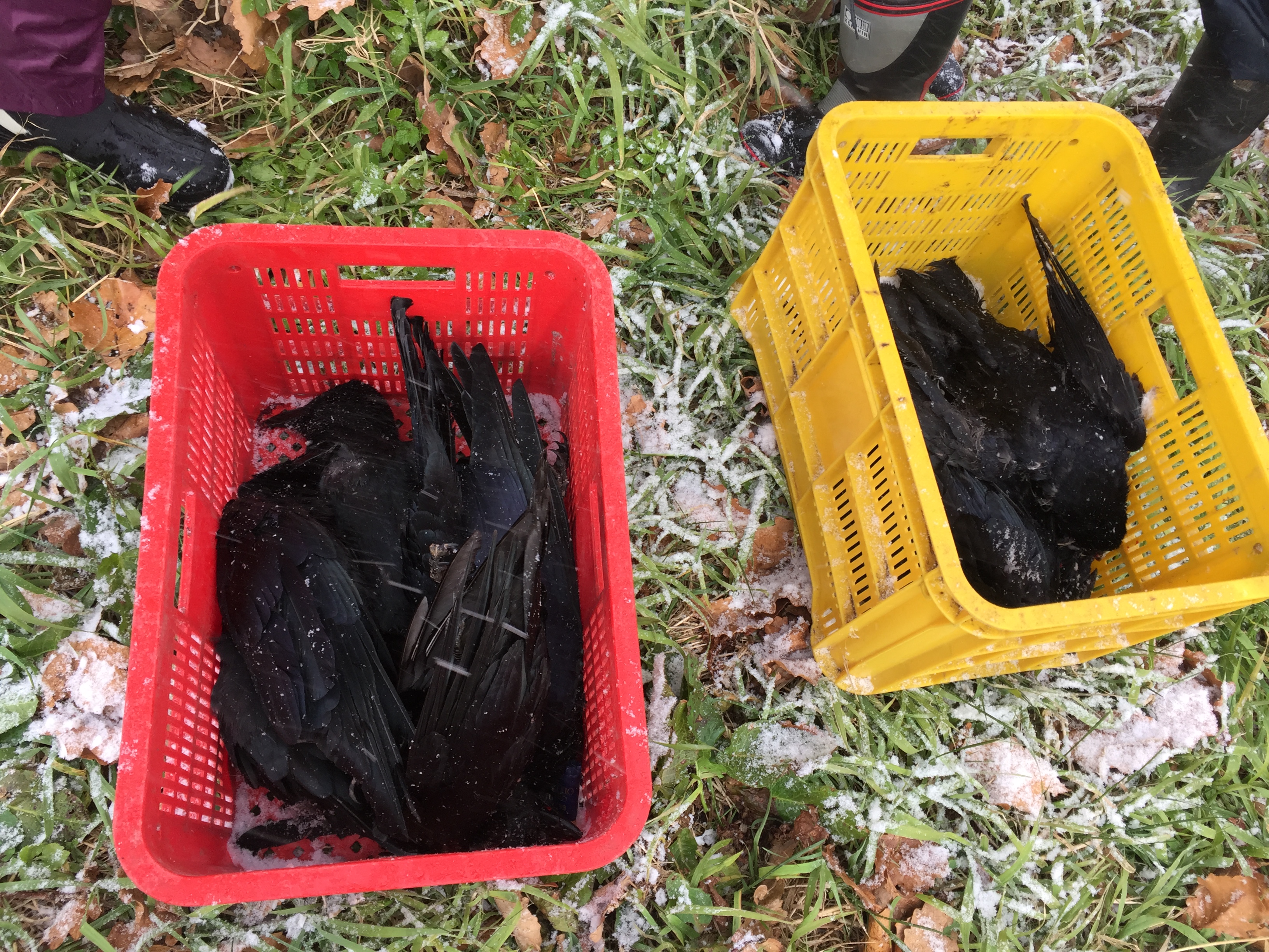 有害鳥獣駆除 カラス に出動しちゃいました ２児の母 狩猟始めちゃいました 楽天ブログ