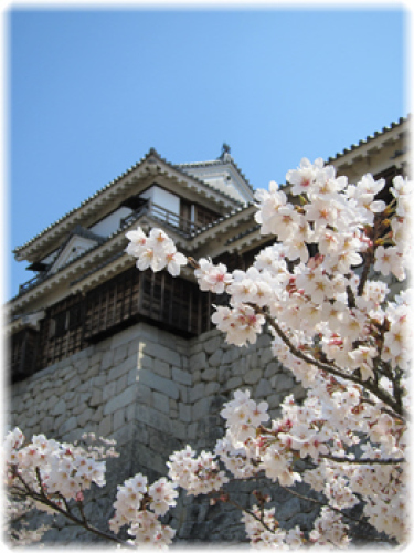 桜と南隅櫓.jpg