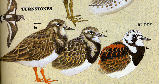 1Slater field guide to Australian birds.JPG