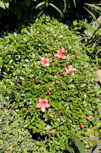 20160515 サツキ5.jpg