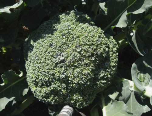 ブロッコリー.jpg