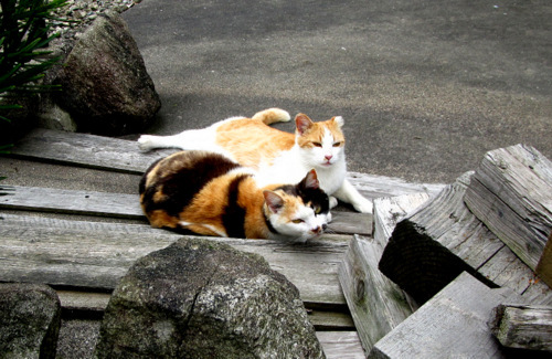 よそ猫.JPG
