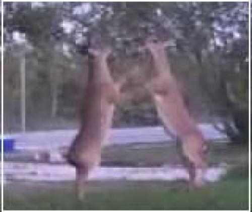 Two deers fighting