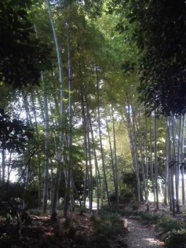 12-08-27 高崎市美術館『レオナルド・ダ・ヴィンチ もう一つ の遺産』竹林