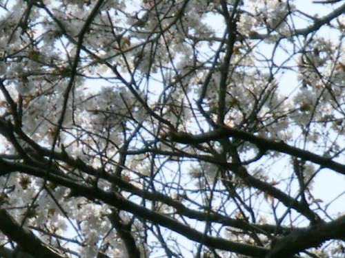 満開なのだ (2).JPG