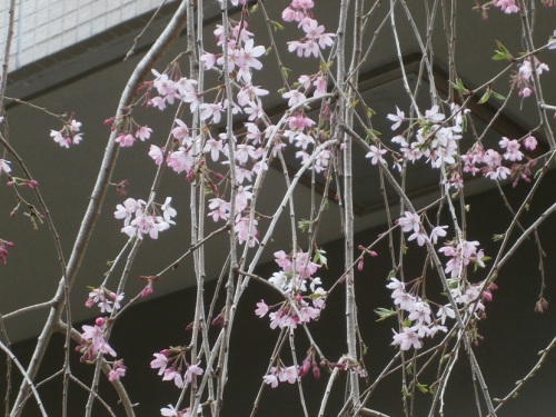 枝垂れ桜.JPG