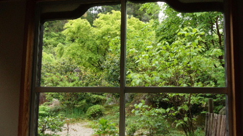 むくの木　古民家の庭.jpg