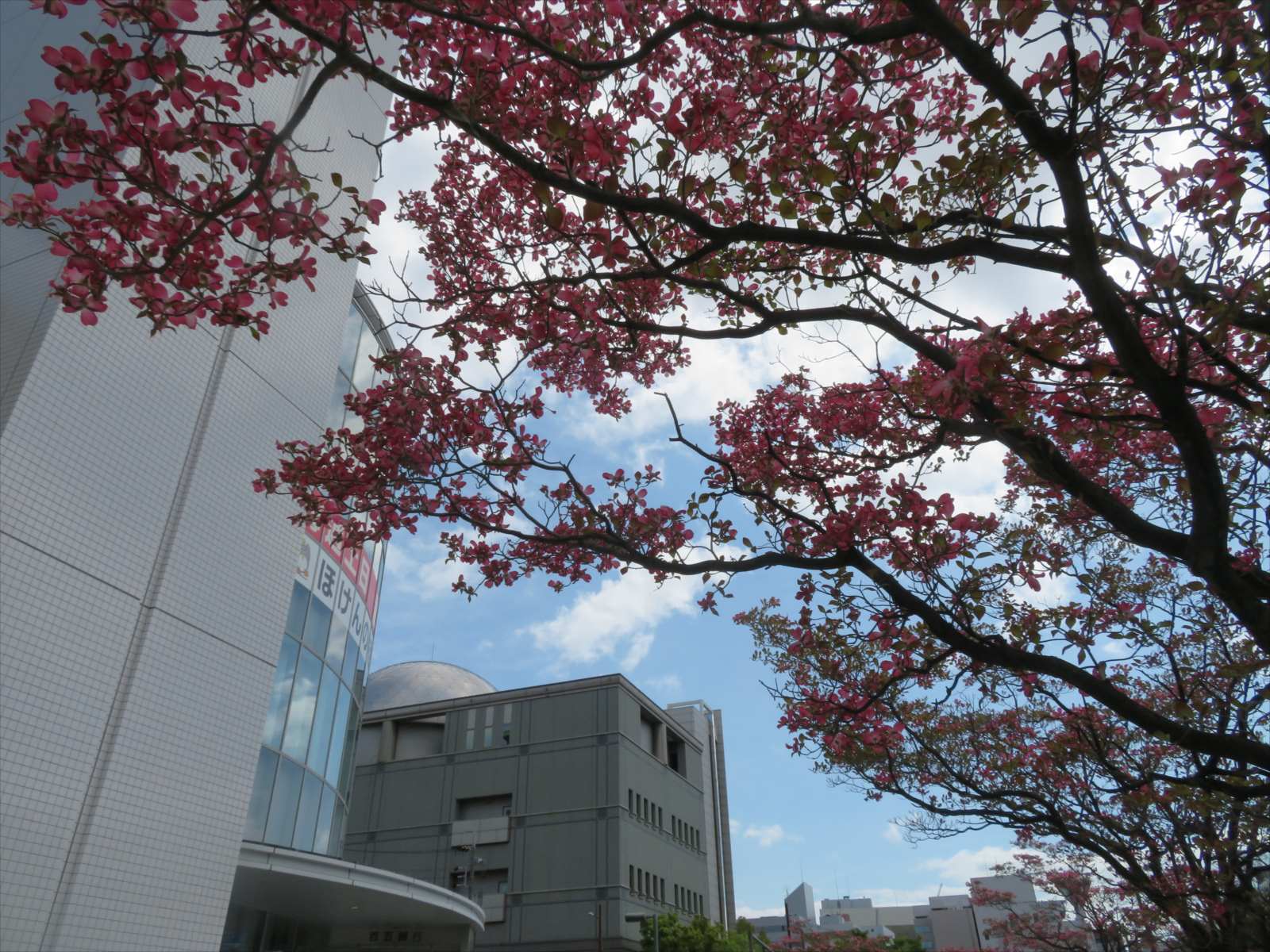 近鉄西の花水木の花 4月14日 ニンニク父さんのブログ 楽天ブログ