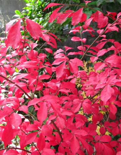 コマユミ紅葉.JPG