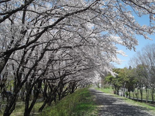 桜（釜無川公園）１.jpg