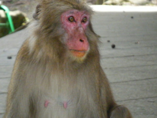 サルのお化粧の正体は (1).JPG