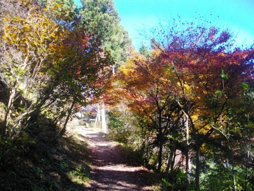 日の出山登山道 (6).JPG